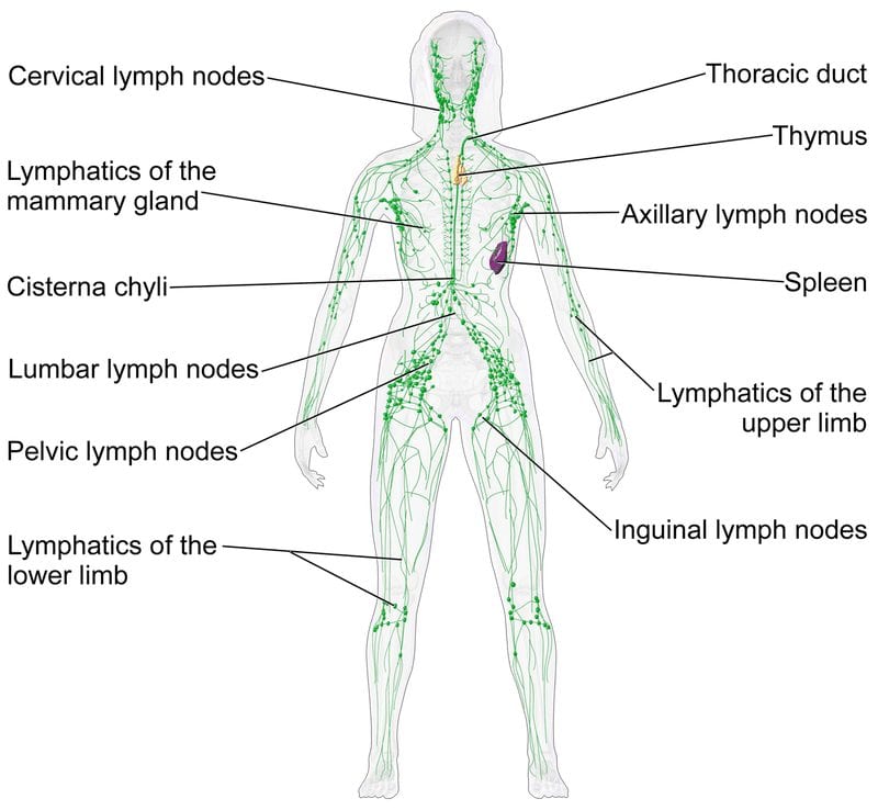 Diagram of the human lymphatic system - female.