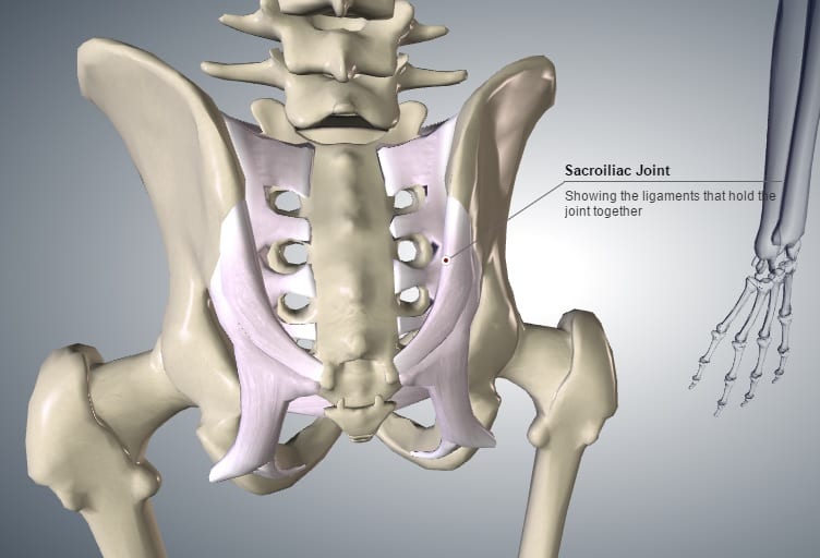 Sacroiliac joint ("SIJ") showing the main ligaments.