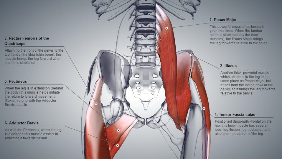 A computer generated diagram of the hip flexor group of muscles in a human body