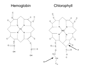 side by side diagrams of chlorophyll and haemoglobin molecules, showing the similarity.